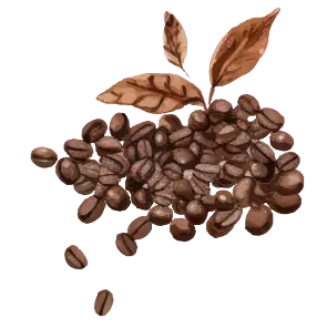grãos de café duas irmãs